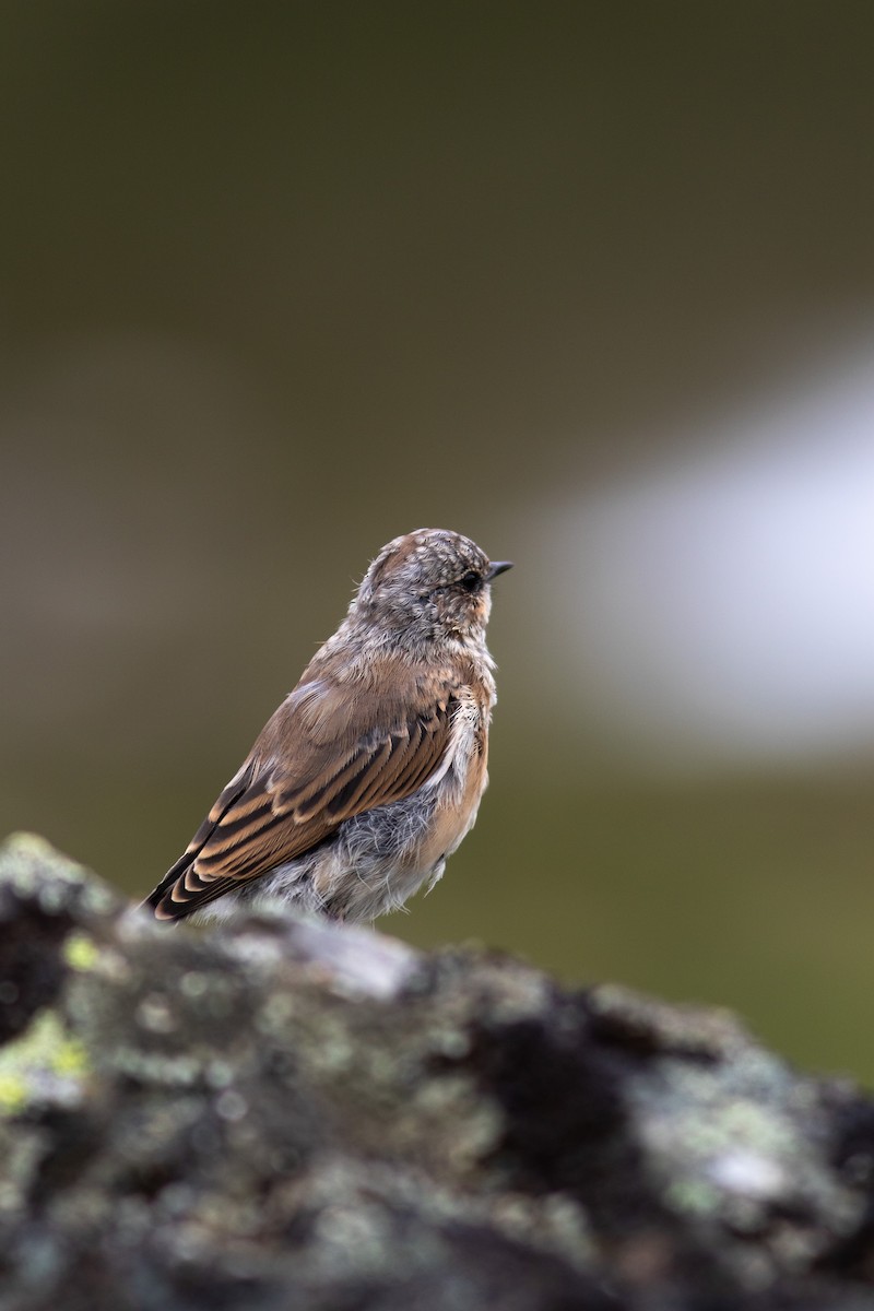 Northern Wheatear - ML468962741