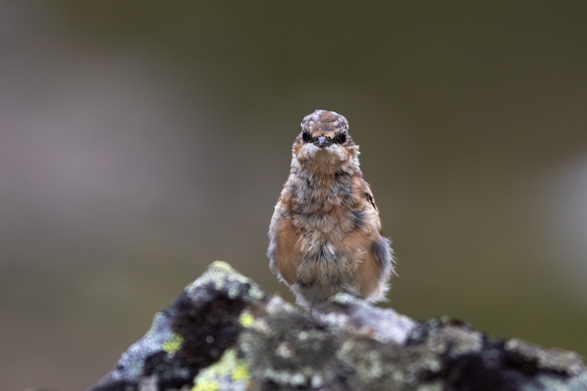 Northern Wheatear - ML468962761