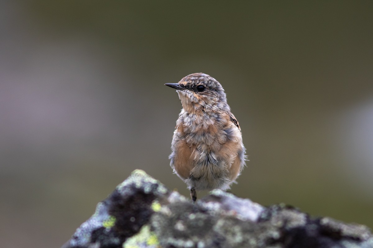 Northern Wheatear - ML468962841