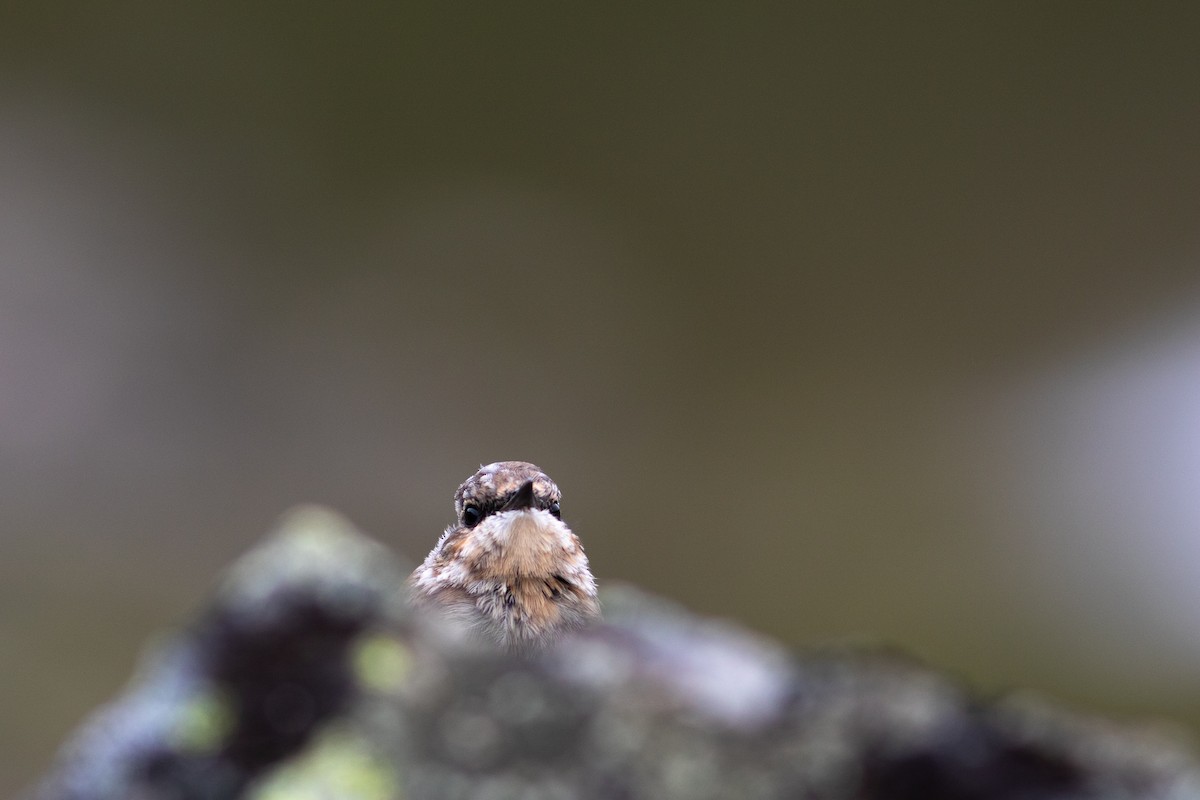 Northern Wheatear - ML468962881