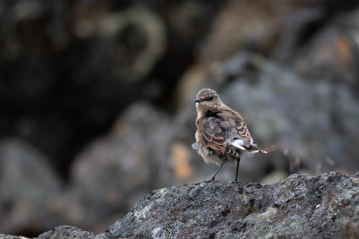 Northern Wheatear - ML468962901