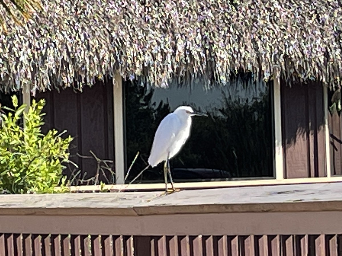 Snowy Egret - ML468963081