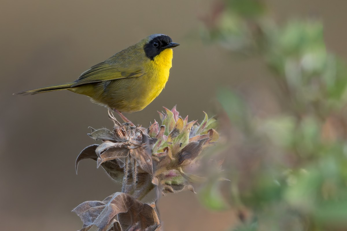 Hooded Yellowthroat - ML468963111