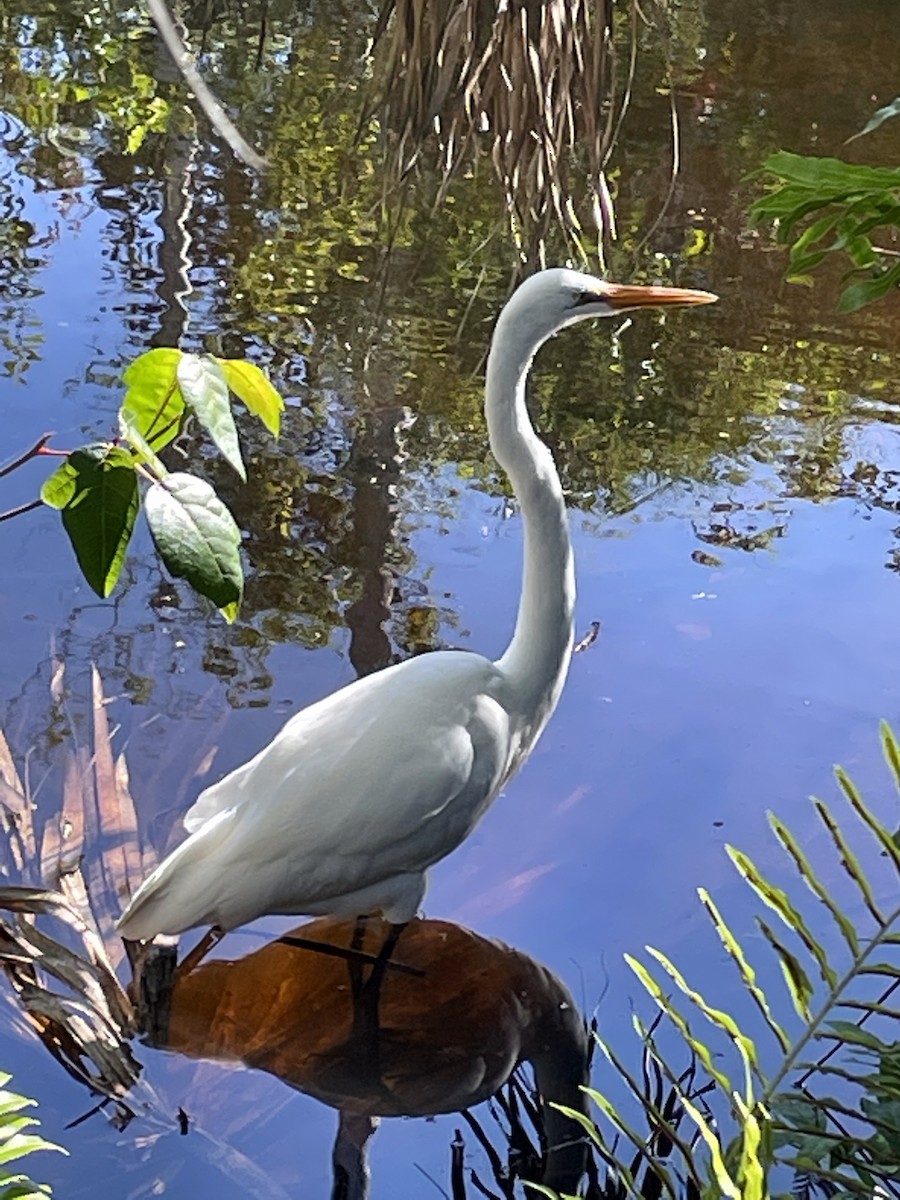 Great Egret - ML468963121