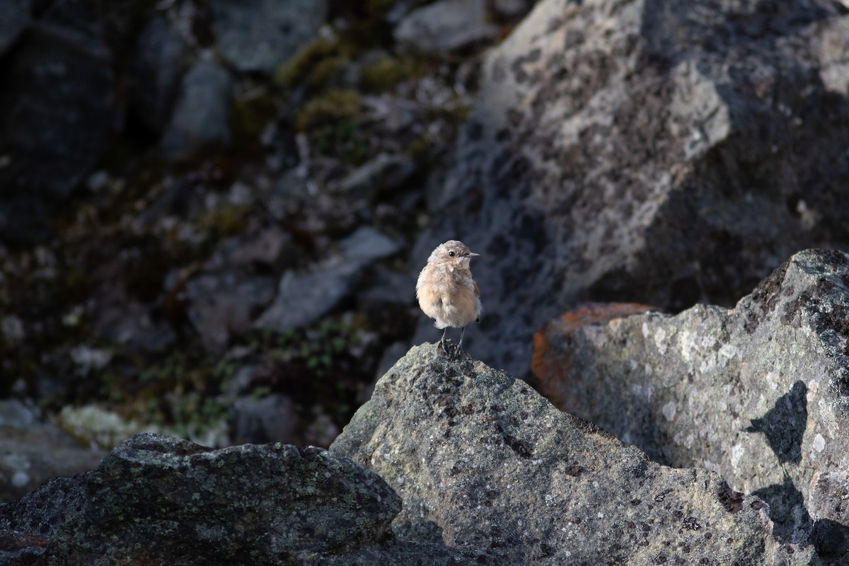 Northern Wheatear - ML468963301