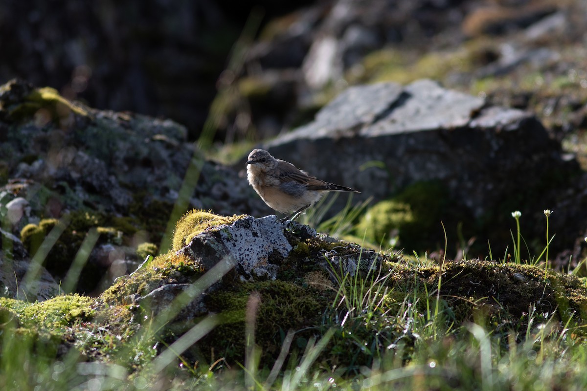 Northern Wheatear - ML468963311