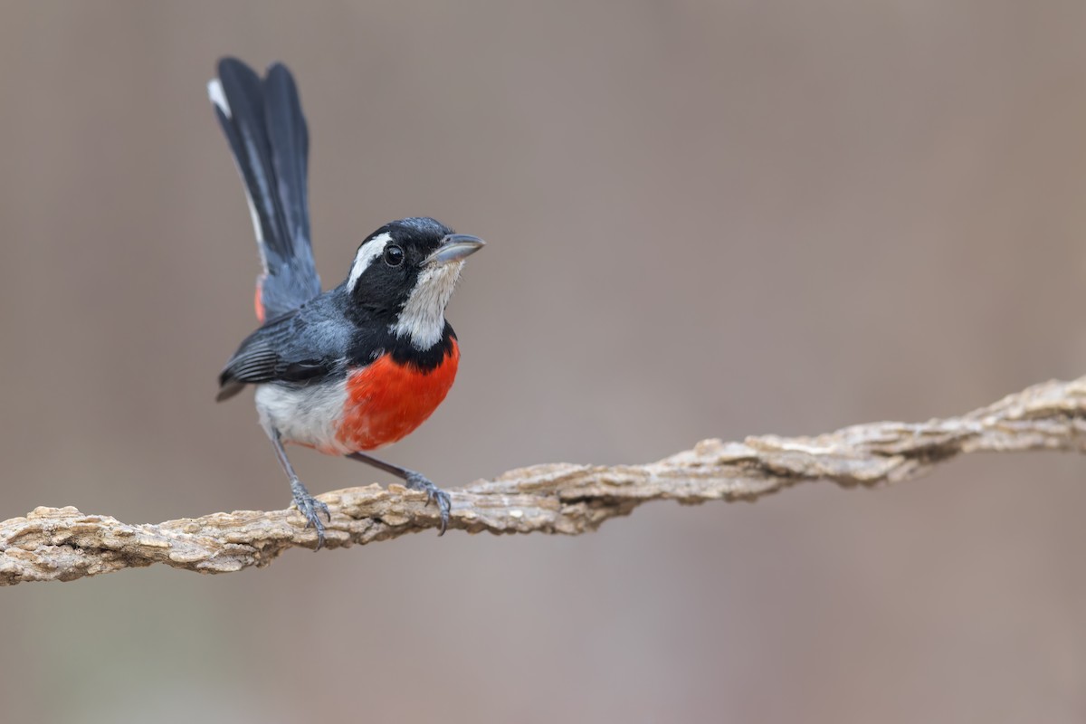 Red-breasted Chat - Dubi Shapiro