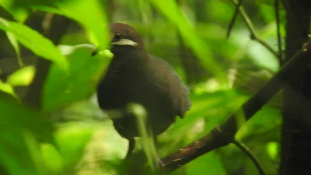 Olive-backed Quail-Dove - ML468963481