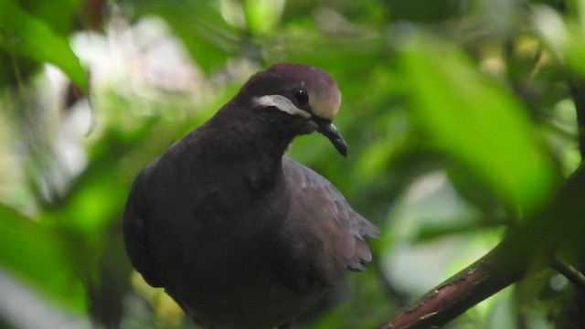 Olive-backed Quail-Dove - ML468963521