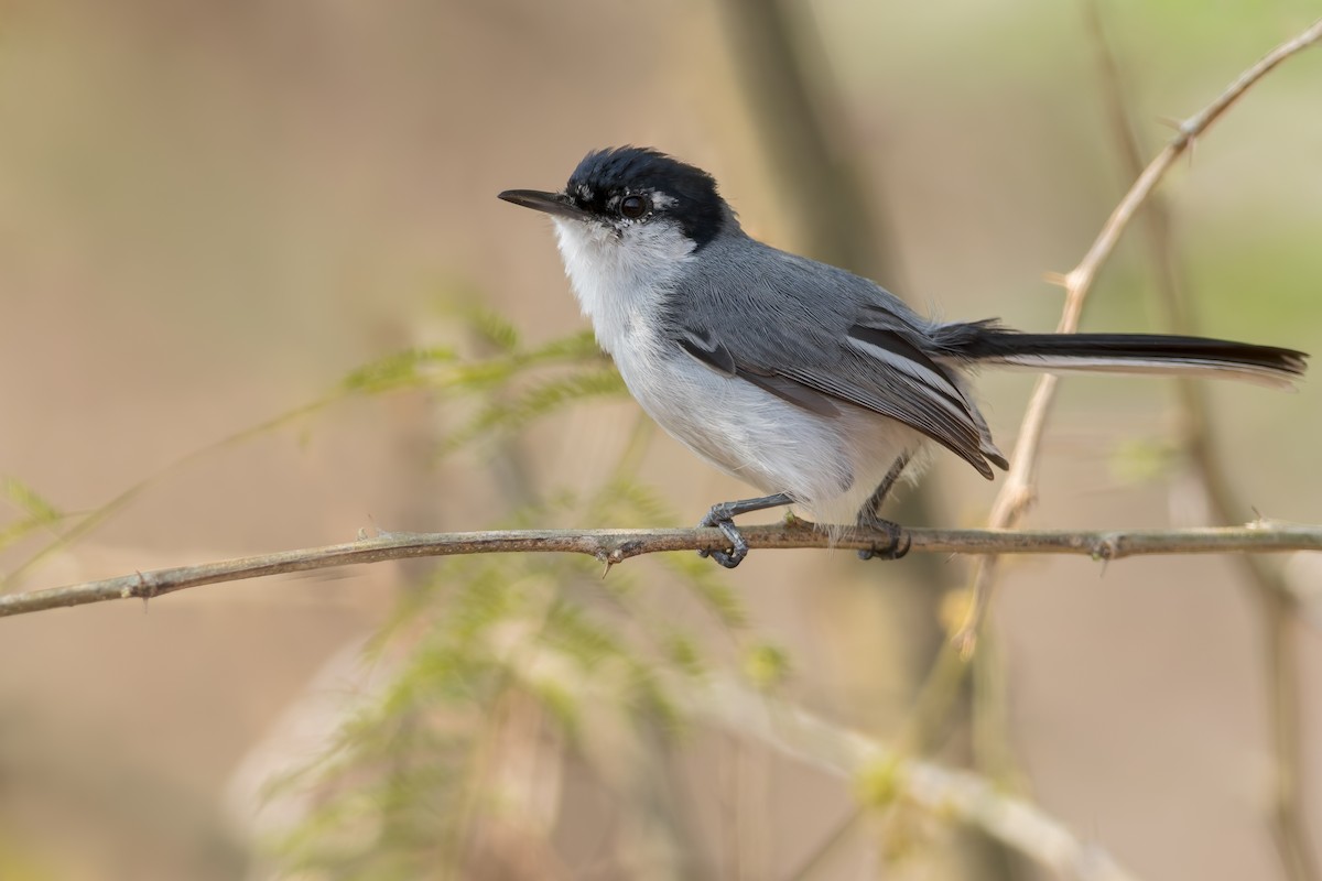 White-lored Gnatcatcher - ML468963621