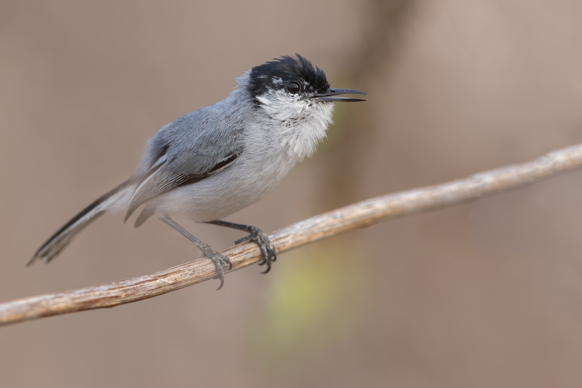 White-lored Gnatcatcher - ML468963631