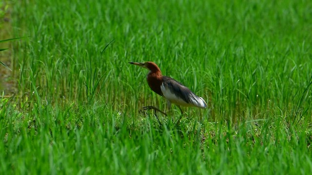 Chinese Pond-Heron - ML468963921