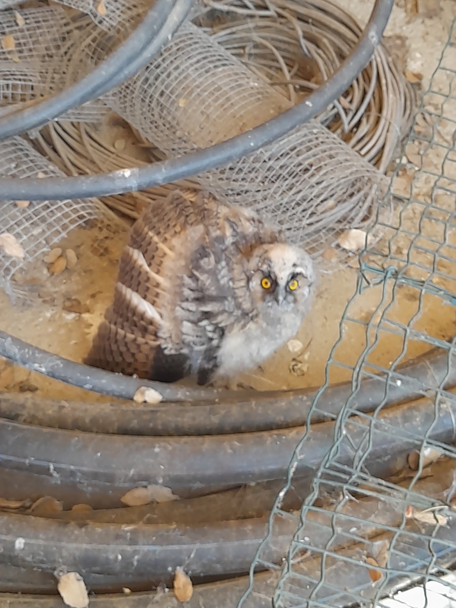 Long-eared Owl - Cesar Clemente