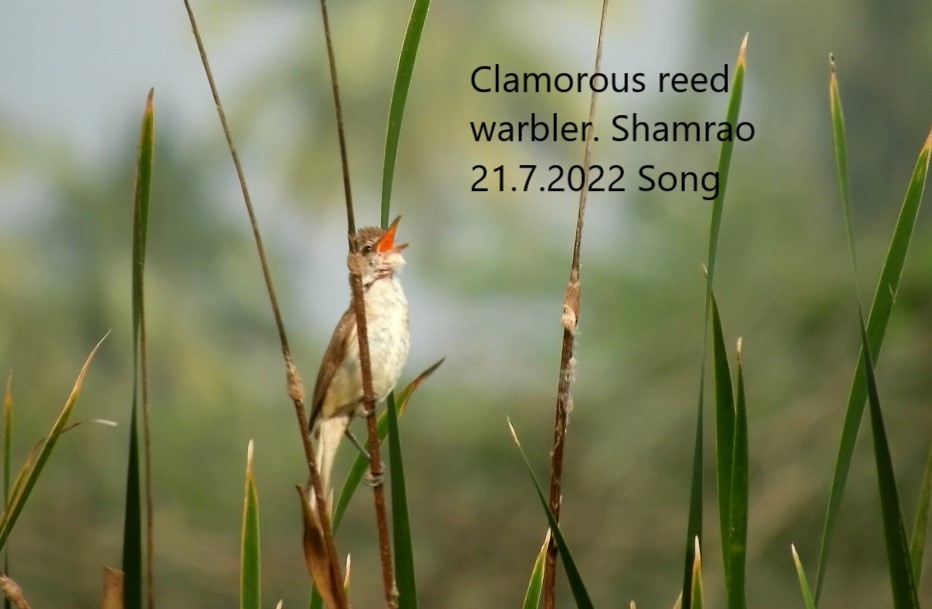 Clamorous Reed Warbler - ML468964771