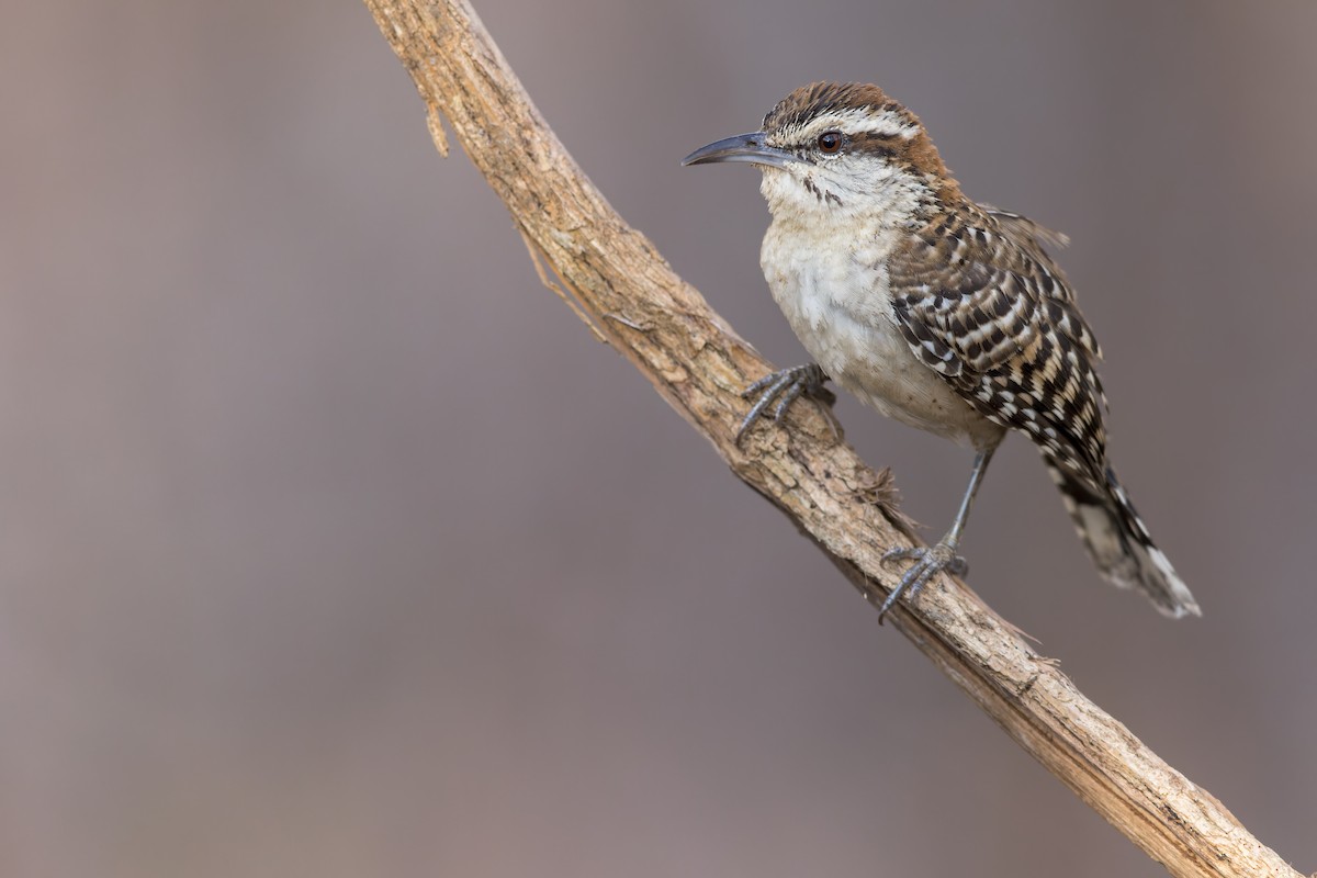 Russet-naped Wren - Dubi Shapiro