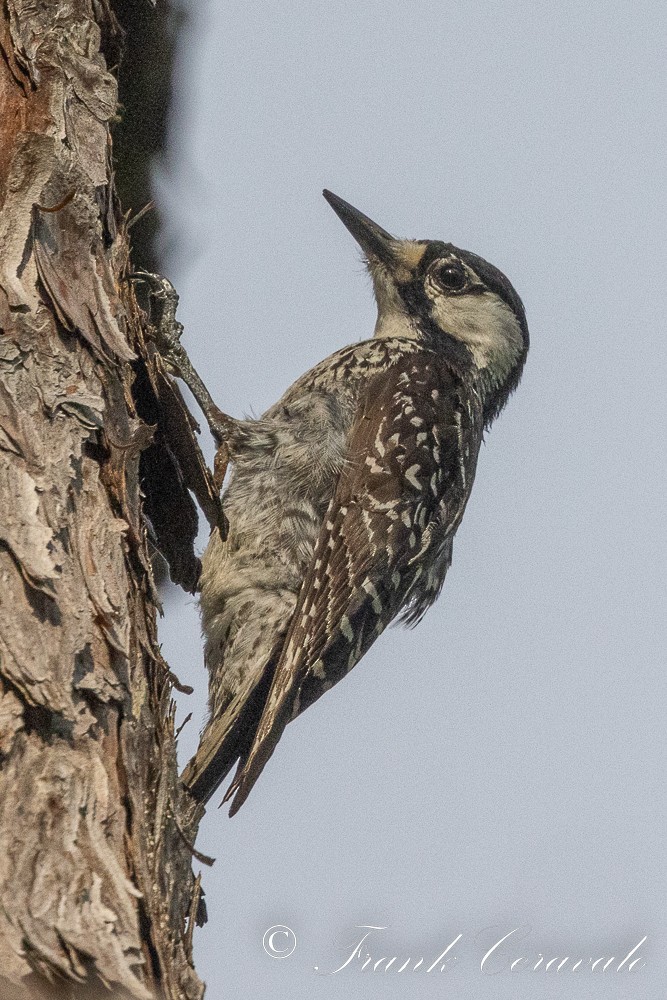 Red-cockaded Woodpecker - ML468966511