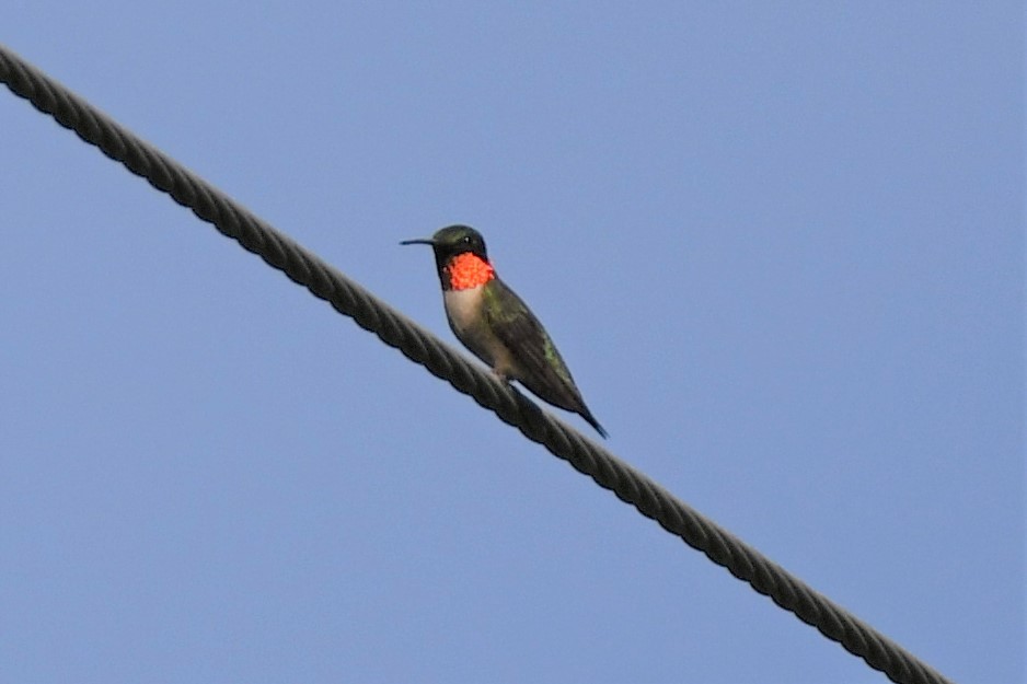 Colibri à gorge rubis - ML468967421