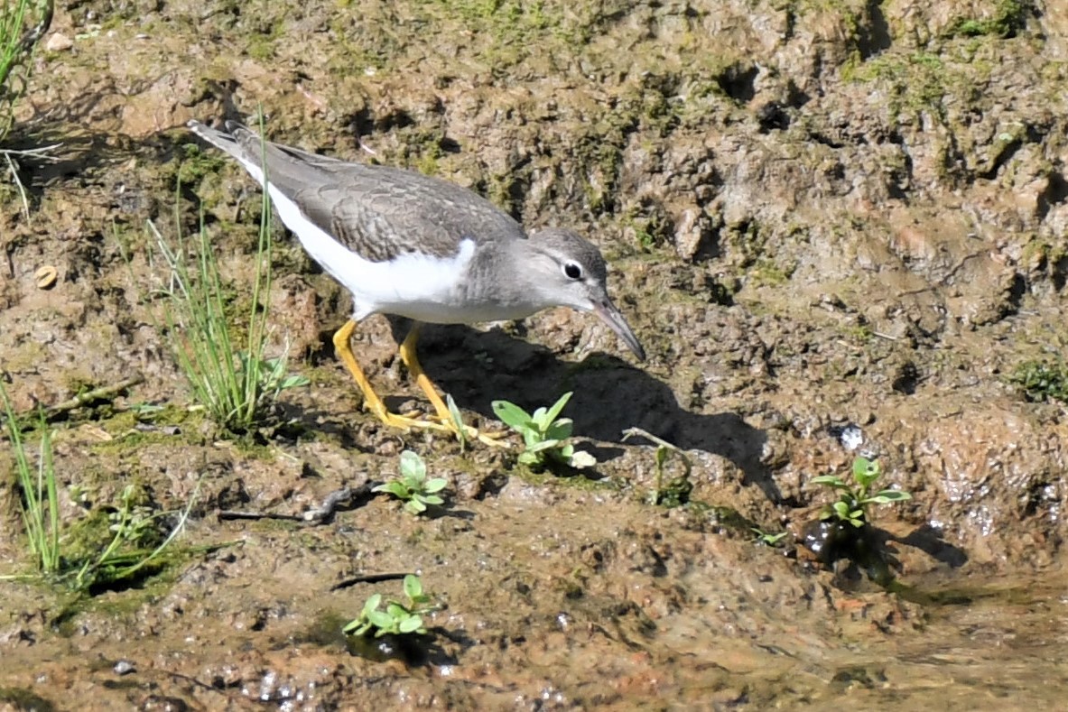 Spotted Sandpiper - ML468967541