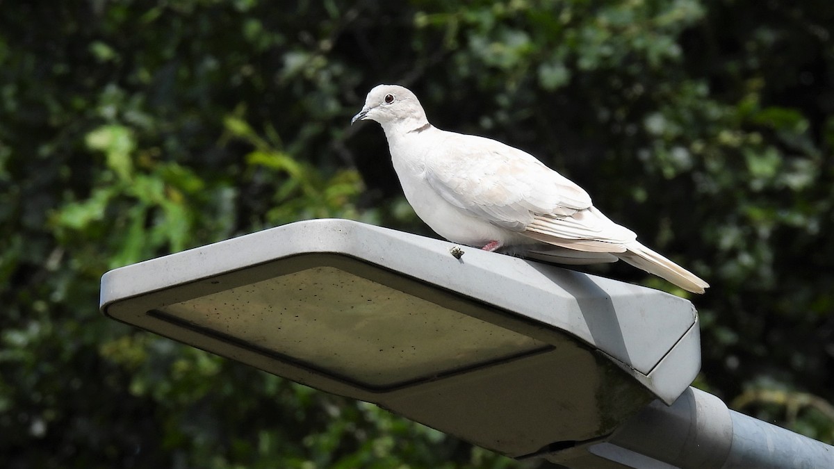 Eurasian Collared-Dove - ML468968431