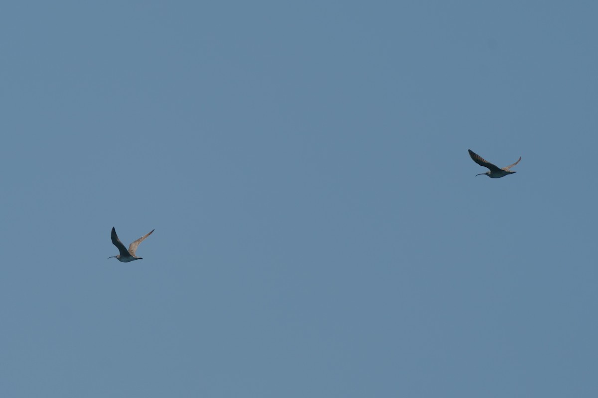 Hudsonian Whimbrel - ML468968641