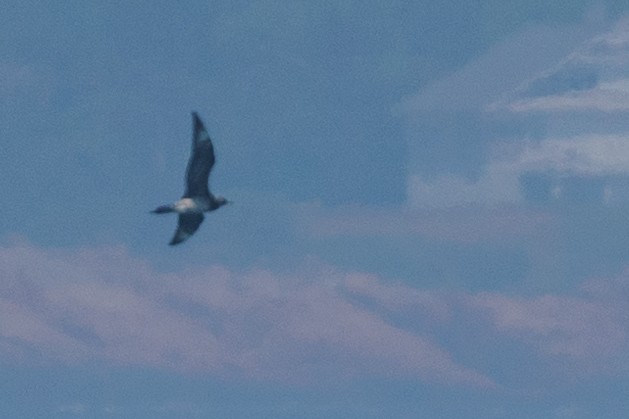 Parasitic Jaeger - ML468968651