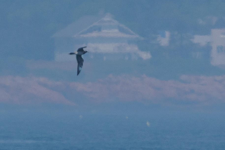 Parasitic Jaeger - ML468968661