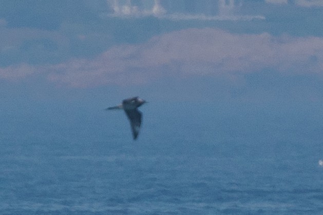 Parasitic Jaeger - ML468968671