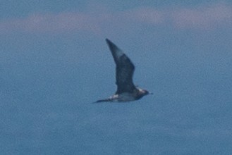 Parasitic Jaeger - ML468968681