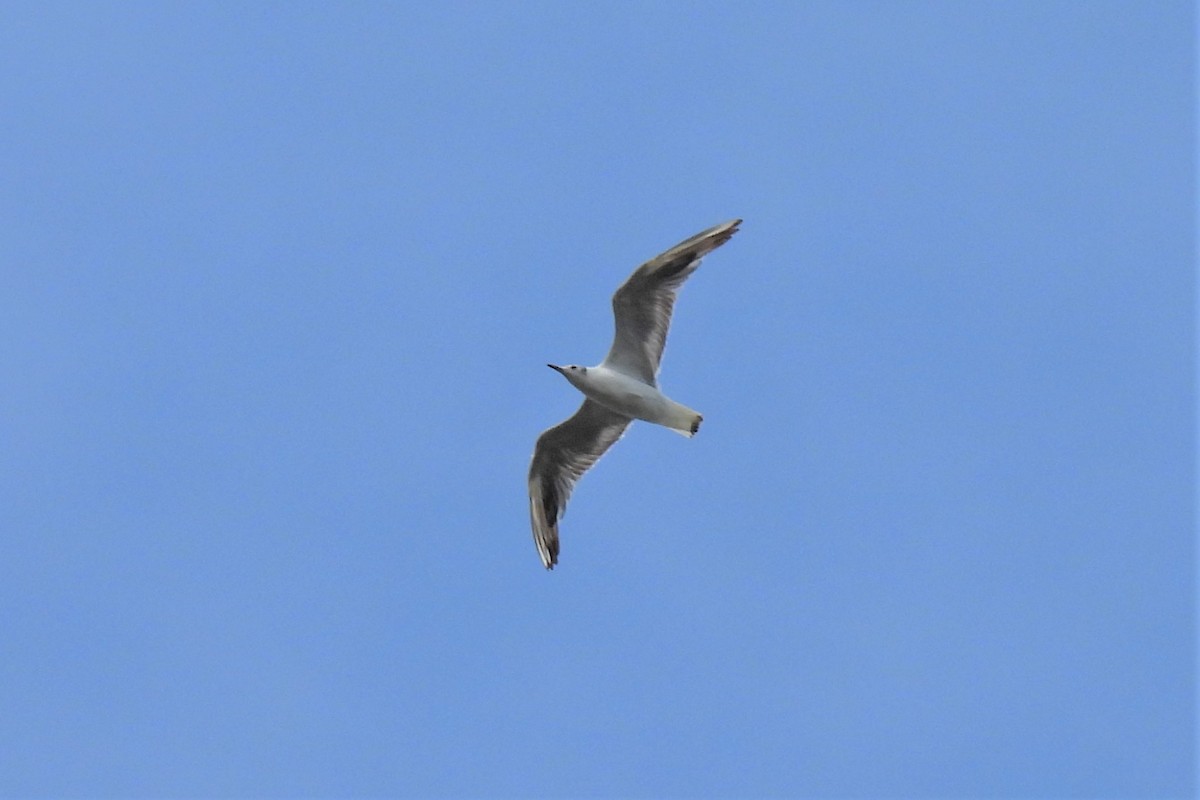 Mouette rieuse - ML468968701