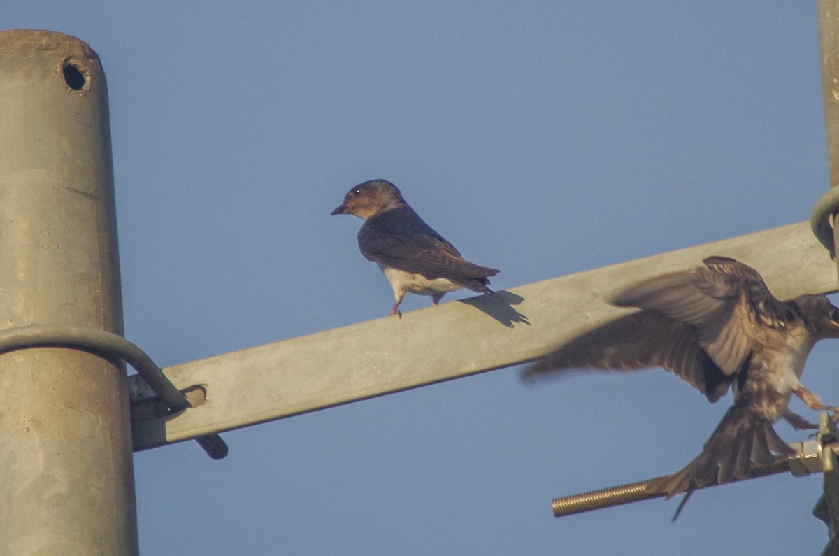 Gray-breasted Martin - ML468968891