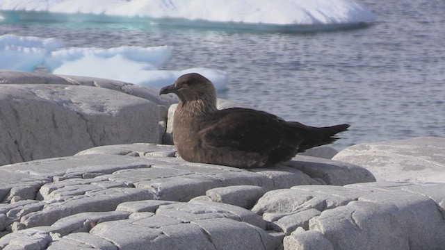 South Polar Skua - ML468969191