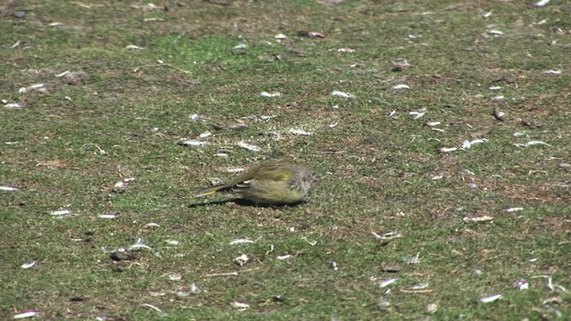 White-bridled Finch (Falkland) - ML468971