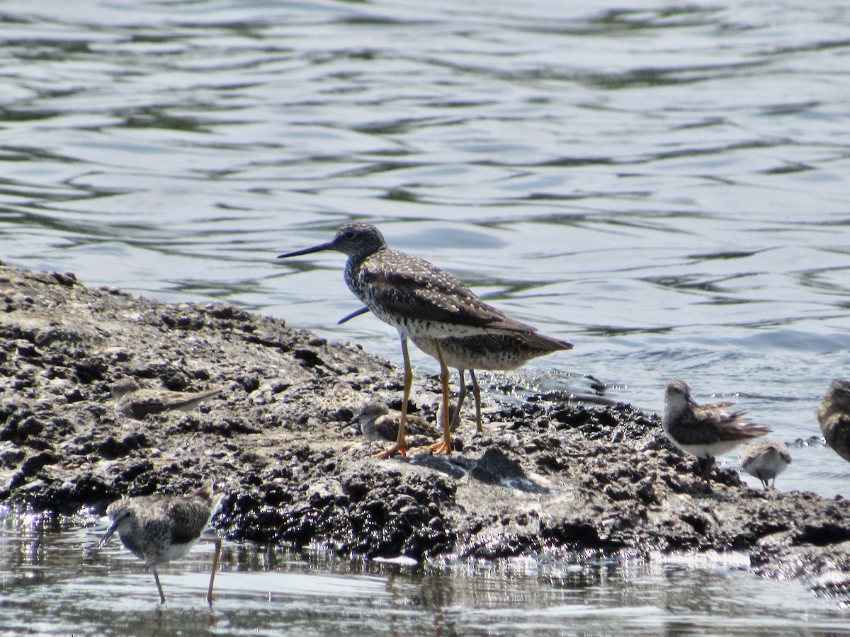 Greater Yellowlegs - ML468971381