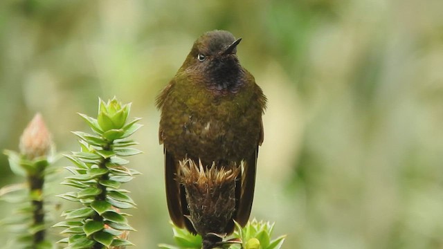 Violet-throated Metaltail - ML468971461