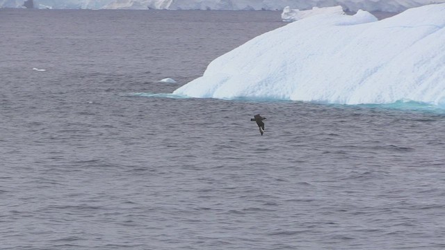 South Polar Skua - ML468972431