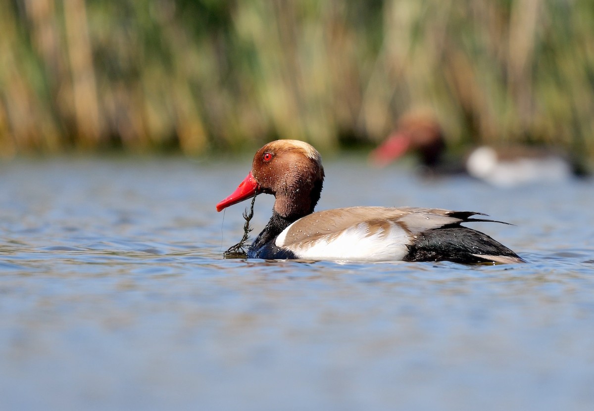 Red-crested Pochard - ML468972571