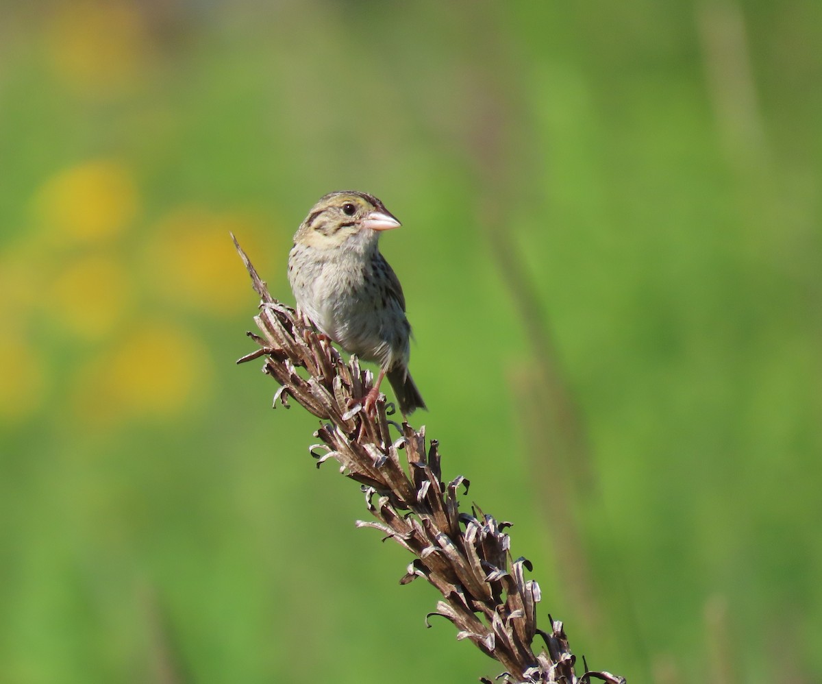 Henslow's Sparrow - Bruce Matasick