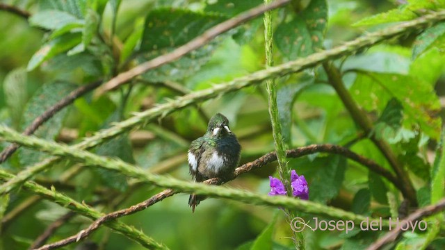 kolibřík ostrochocholatý - ML468972861