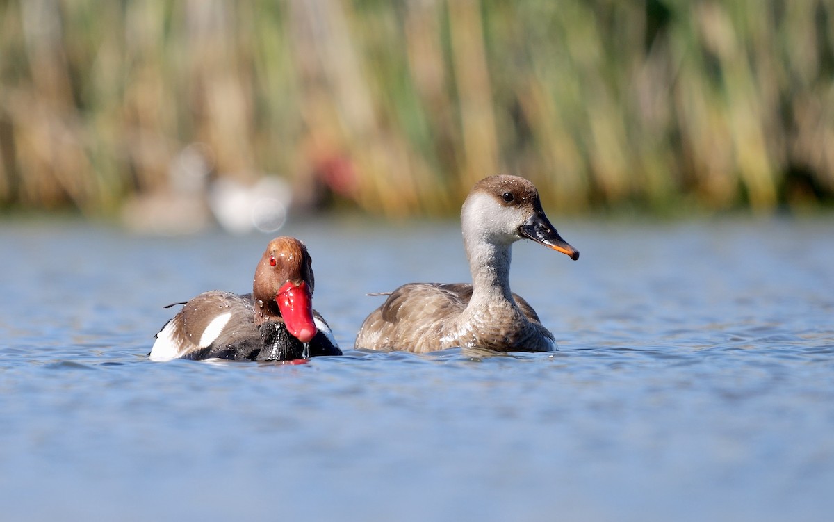 Red-crested Pochard - ML468973051