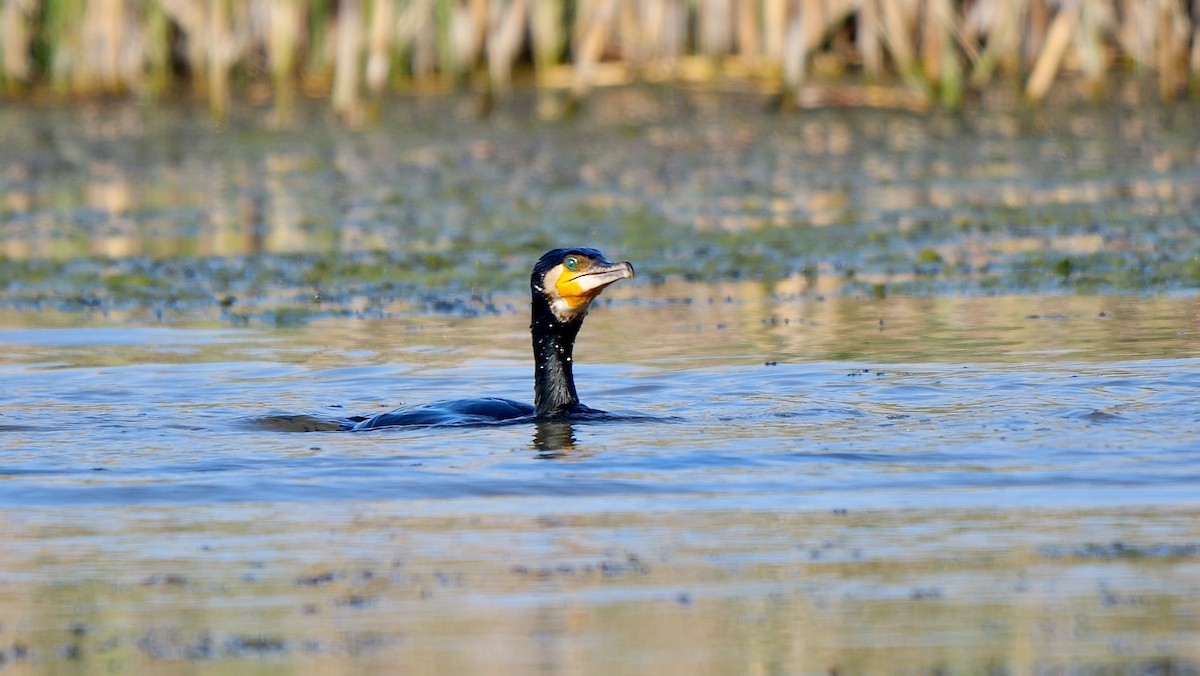 Great Cormorant - ML468973391