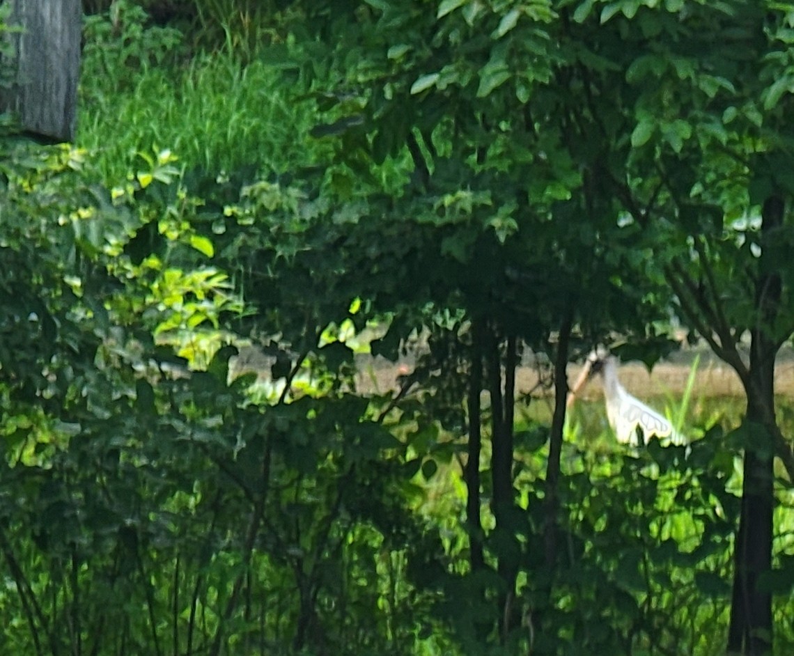 Wood Stork - ML468973511