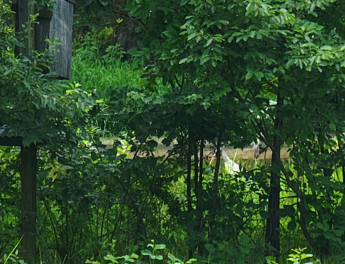 Wood Stork - ML468973531