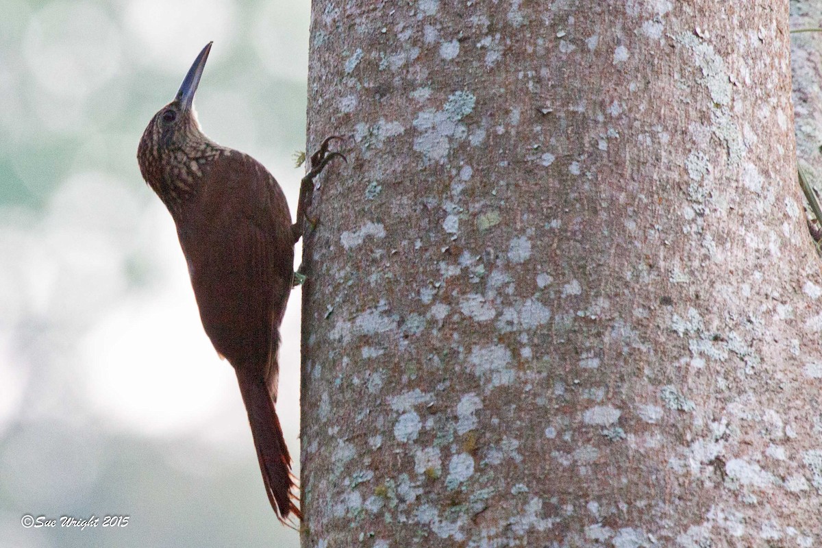 Cocoa Woodcreeper - ML46897361