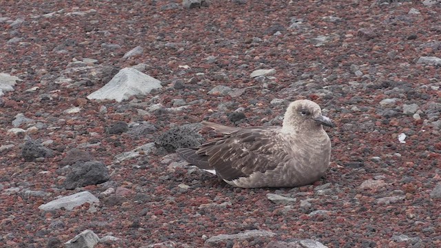 South Polar Skua - ML468973631