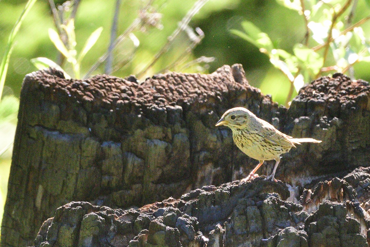 Lincoln's Sparrow - ML468974941