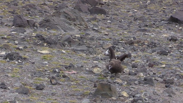 South Polar Skua - ML468975321