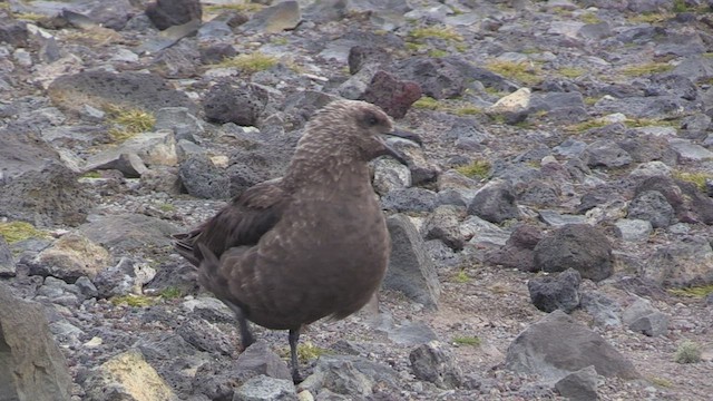 Südpolarskua - ML468976961