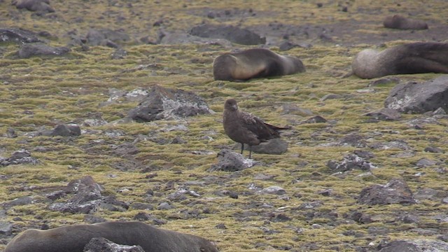 South Polar Skua - ML468977841