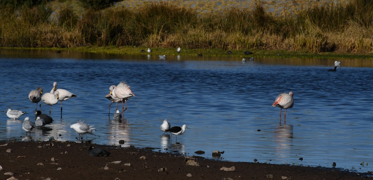 Andean Avocet - ML468978061