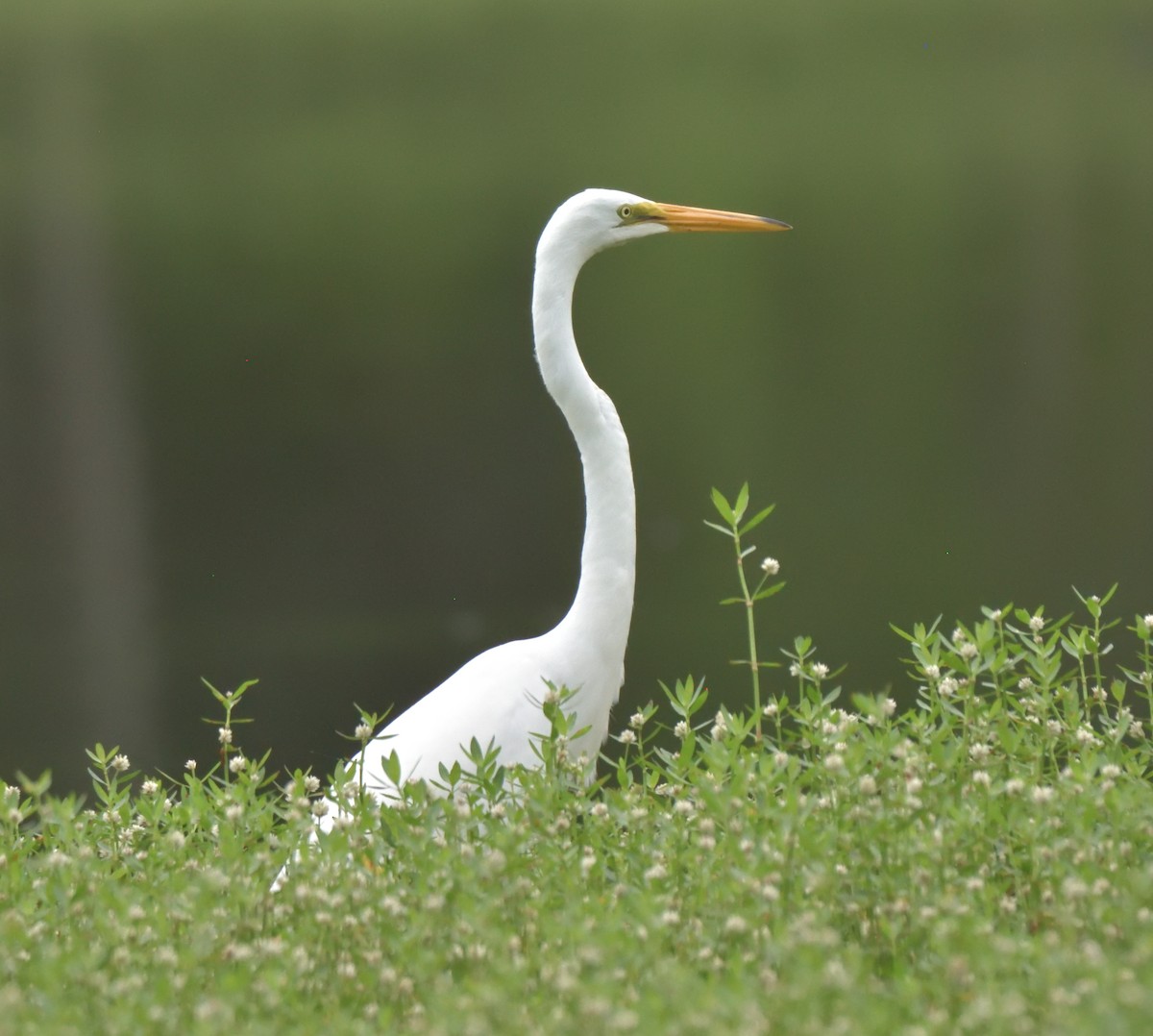 Great Egret - ML468978591